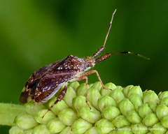 Coreoidea