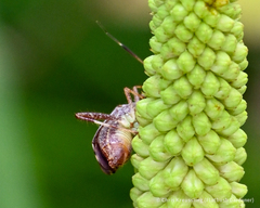 Coreoidea