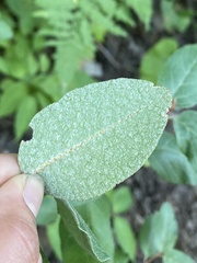 Shepherdia canadensis