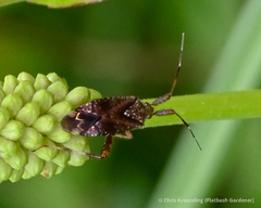 Coreoidea