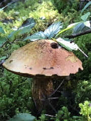 Boletus subvelutipes