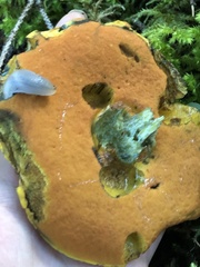 Boletus subvelutipes