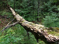 Trichaptum subchartaceum