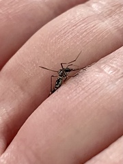 Aedes aegypti