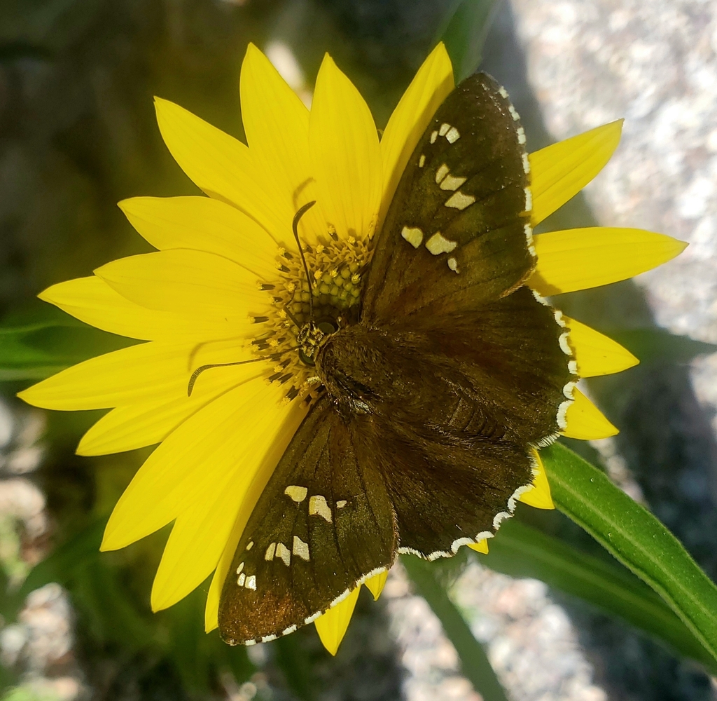 Dull Firetip