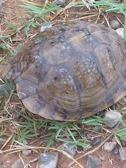 Terrapene carolina triunguis