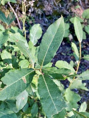 Salix bebbiana