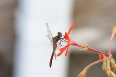 Sympetrum obtrusum