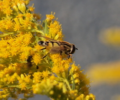 Helophilus trivittatus