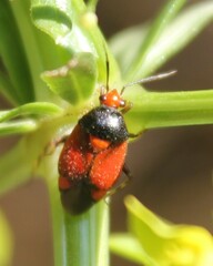 Deraeocoris schach