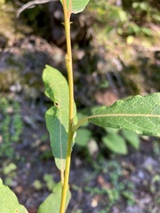 Salix bebbiana