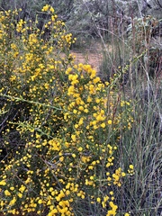 Acacia acanthoclada
