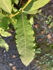 Salix bebbiana