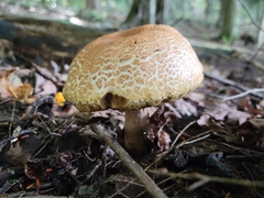 Pseudoboletus parasiticus