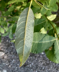 Salix bebbiana