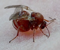 Burnettweldia californicordazi