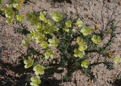 Monsonia
