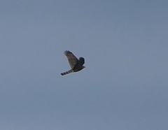 Accipiter striatus