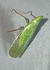 Rhynchomitra recurva