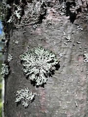 Hypogymnia physodes