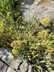 Crithmum maritimum