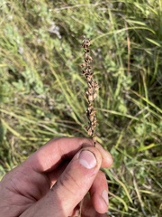 Physostegia angustifolia