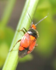 Deraeocoris schach