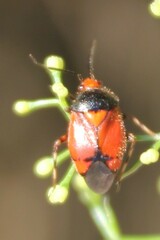 Deraeocoris schach