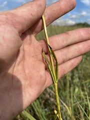 Physostegia angustifolia