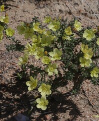 Monsonia