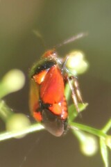 Deraeocoris schach