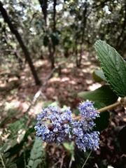 Ceanothus caeruleus
