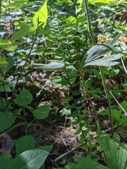 Asplenium platyneuron