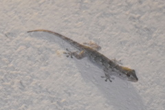 Tarentola mauritanica