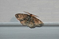 Melanolophia signataria