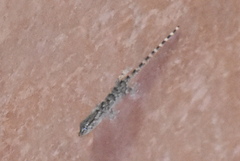 Tarentola mauritanica