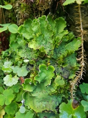 Peltigera aphthosa