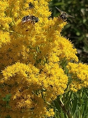 Eristalis stipator