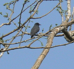 Chelidoptera tenebrosa