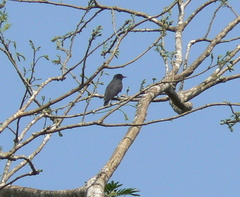 Chelidoptera tenebrosa