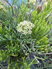 Crithmum maritimum