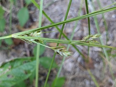 Cyperus schweinitzii