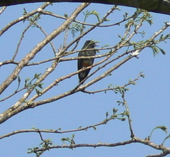 Chelidoptera tenebrosa