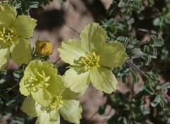 Monsonia