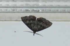 Phalaenostola larentioides