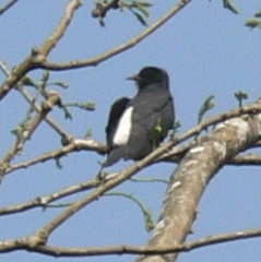 Chelidoptera tenebrosa