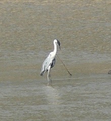 Ardea cocoi