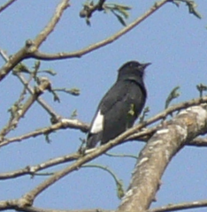 Chelidoptera tenebrosa