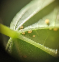 Aphis
