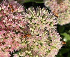 Oncopeltus fasciatus